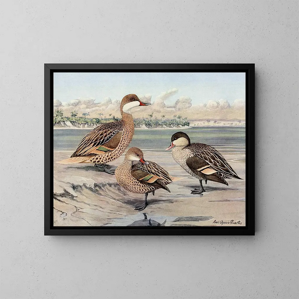 Canard der Bahamas, Canard der Galápagos-Inseln, Afrikanischer Rotkehlchen-Enten - Louis Agassiz Fuertes — gerahmtes Bild an der Wand
