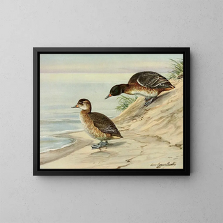 Louis Agassiz Fuertes - BlackHeaded Duck.webp