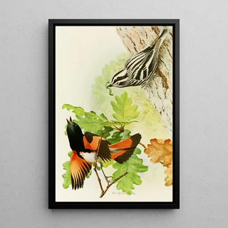 Louis Agassiz Fuertes - Black And White Warbler American Redstart.webp