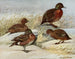 Braunente von der Auckland-Insel - Louis Agassiz Fuertes — Ansicht des Kunstwerks