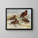 Braunente von der Auckland-Insel - Louis Agassiz Fuertes — gerahmtes Bild an der Wand