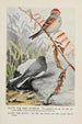 Dotty der Baumammer Slaty der Junco - Louis Agassiz Fuertes — Ansicht des Kunstwerks