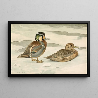 Louis Agassiz Fuertes - Formosan Teal.webp
