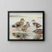 Singschwan - Louis Agassiz Fuertes — gerahmtes Bild an der Wand