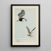 King l'aigle Plunger le balbuzard pêcheur - Louis Agassiz Fuertes — gerahmtes Bild an der Wand