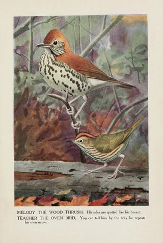 Louis Agassiz Fuertes - Melody the Wood Thrush Teacher the Oven Bird.webp