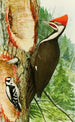 Pic à tête rouge Pic mineur - Louis Agassiz Fuertes — Ansicht des Kunstwerks