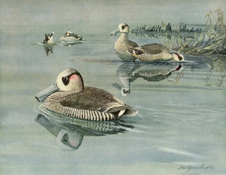 Enten mit rosa Ohren - Louis Agassiz Fuertes — Ansicht des Kunstwerks