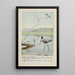 Rattles le Martin-pêcheur Teeter le Chevalier grivelé Longlegs le Grand Héron bleu - Louis Agassiz Fuertes — gerahmtes Bild an der Wand
