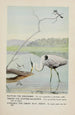 Rattles le Martin-pêcheur Teeter le Chevalier grivelé Longlegs le Grand Héron bleu - Louis Agassiz Fuertes — Ansicht des Kunstwerks