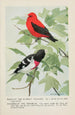 Redcoat le Tangara écarlate Rosebreast le Gros-bec - Louis Agassiz Fuertes — Ansicht des Kunstwerks