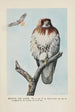 Redtail die Bussard - Louis Agassiz Fuertes — Ansicht des Kunstwerks
