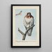 Redtail die Bussard - Louis Agassiz Fuertes — gerahmtes Bild an der Wand
