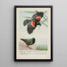 Redwing der Carouge mit Schulterklappen Speckles der Stelze - Louis Agassiz Fuertes — gerahmtes Bild an der Wand