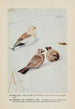 Snowflake le Bruant des neiges Wanderer l'Alouette hausse-col - Louis Agassiz Fuertes — Ansicht des Kunstwerks