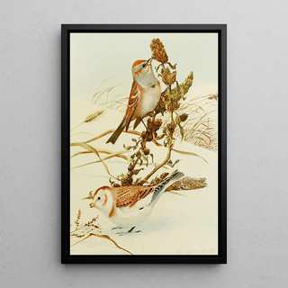Louis Agassiz Fuertes - Tree SparrowSnowflake.webp