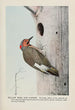 Yellow Wing le Pic flamboyant - Louis Agassiz Fuertes — Ansicht des Kunstwerks