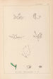 Herbier de la flore française Pl0001 - Louis Antoine Cusin — Ansicht des Kunstwerks