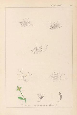 Louis Antoine Cusin - Herbier de la flore franaise Pl0003.webp