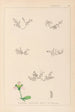 Herbier de la flore française Pl0004 - Louis Antoine Cusin — Ansicht des Kunstwerks