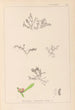 Herbier de la flore française Pl0007 - Louis Antoine Cusin — Ansicht des Kunstwerks