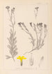Herbier de la flore française Pl0009 - Louis Antoine Cusin — Ansicht des Kunstwerks
