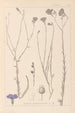Herbier de la flore française Pl0017 - Louis Antoine Cusin — Ansicht des Kunstwerks