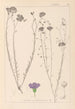 Herbier de la flore française Pl0022 - Louis Antoine Cusin — Ansicht des Kunstwerks