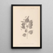 Herbier de la flore française Pl0027 - Louis Antoine Cusin — gerahmtes Bild an der Wand