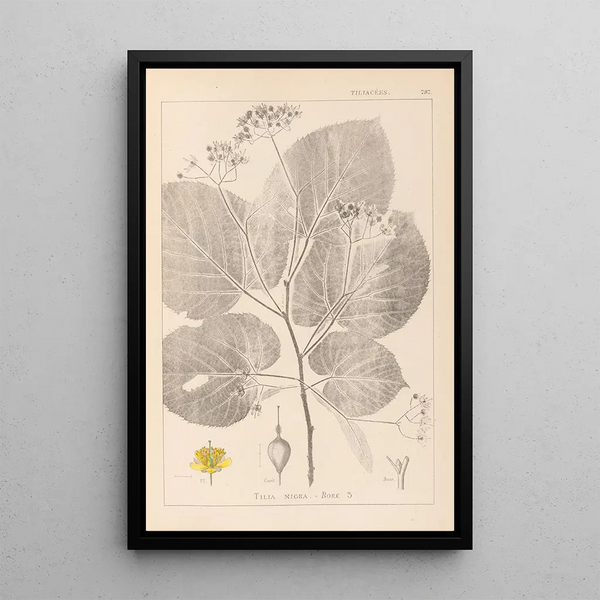 Louis Antoine Cusin - Herbier de la flore franaise Pl0029.webp