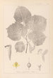 Herbier de la flore française Pl0030 - Louis Antoine Cusin — Ansicht des Kunstwerks