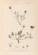 Herbier de la flore française Pl0031 - Louis Antoine Cusin — Ansicht des Kunstwerks