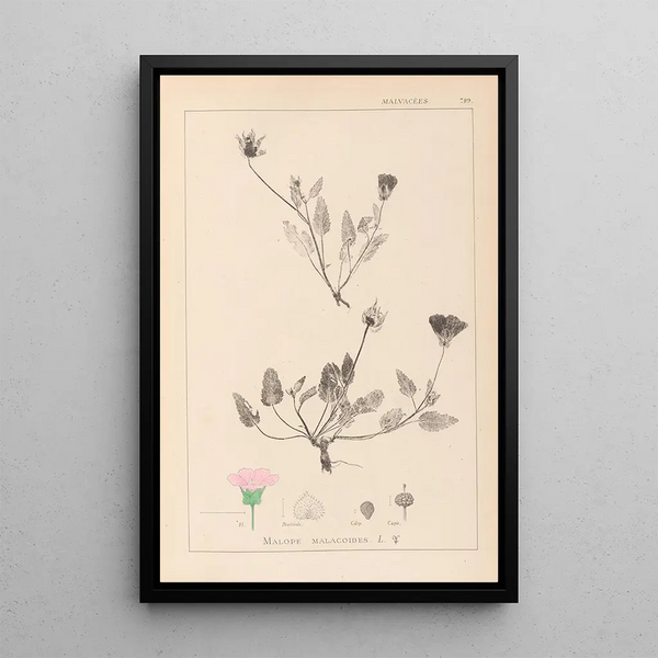 Louis Antoine Cusin - Herbier de la flore franaise Pl0031.webp