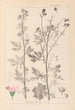 Herbier de la flore française Pl0032 - Louis Antoine Cusin — Ansicht des Kunstwerks