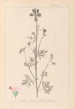 Herbier de la flore française Pl0033 - Louis Antoine Cusin — Ansicht des Kunstwerks