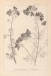 Herbier de la flore française Pl0036 - Louis Antoine Cusin — Ansicht des Kunstwerks