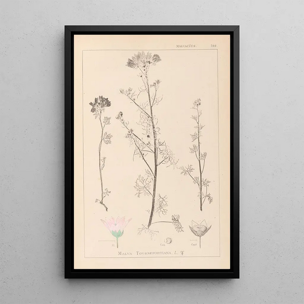 Louis Antoine Cusin - Herbier de la flore franaise Pl0037.webp