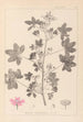Herbier de la flore française Pl0039 - Louis Antoine Cusin — Ansicht des Kunstwerks