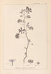 Herbier de la flore française Pl0040 - Louis Antoine Cusin — Ansicht des Kunstwerks