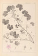 Herbier de la flore française Pl0042 - Louis Antoine Cusin — Ansicht des Kunstwerks