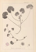 Herbier de la flore française Pl0043 - Louis Antoine Cusin — Ansicht des Kunstwerks