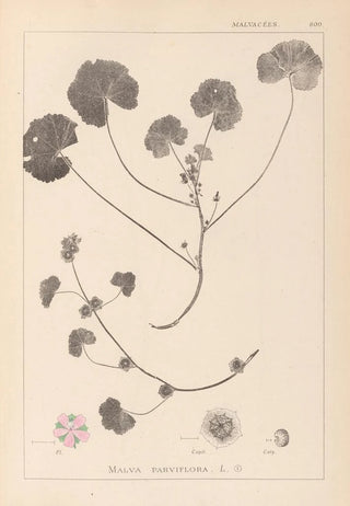 Louis Antoine Cusin - Herbier de la flore franaise Pl0043.webp