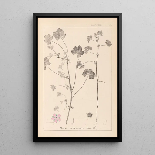 Louis Antoine Cusin - Herbier de la flore franaise Pl0044.webp