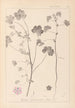 Herbier de la flore française Pl0044 - Louis Antoine Cusin — Ansicht des Kunstwerks