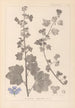 Herbier de la flore française Pl0045 - Louis Antoine Cusin — Ansicht des Kunstwerks