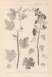 Herbier de la flore française Pl0047 - Louis Antoine Cusin — Ansicht des Kunstwerks