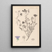 Herbier de la flore française Pl0049 - Louis Antoine Cusin — gerahmtes Bild an der Wand