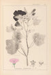 Herbier de la flore française Pl0050 - Louis Antoine Cusin — Ansicht des Kunstwerks