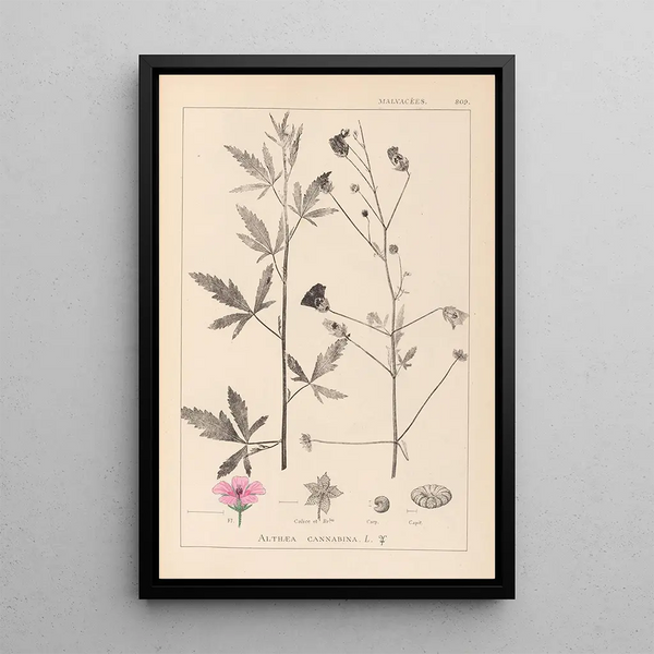 Louis Antoine Cusin - Herbier de la flore franaise Pl0052.webp