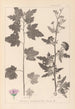 Herbier de la flore française Pl0053 - Louis Antoine Cusin — Ansicht des Kunstwerks